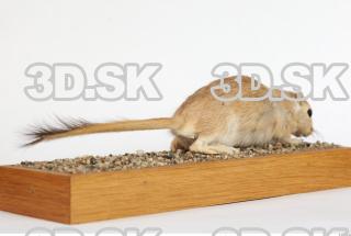 Gerbil - Meriones meridionus 0037